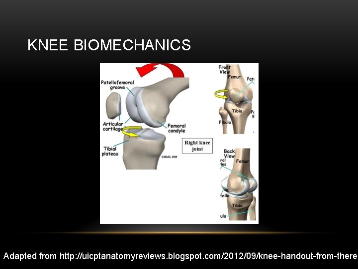 KNEE BIOMECHANICS Adapted from http: //uicptanatomyreviews. blogspot. com/2012/09/knee-handout-from-theres 