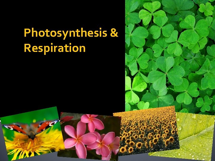 Photosynthesis & Respiration 