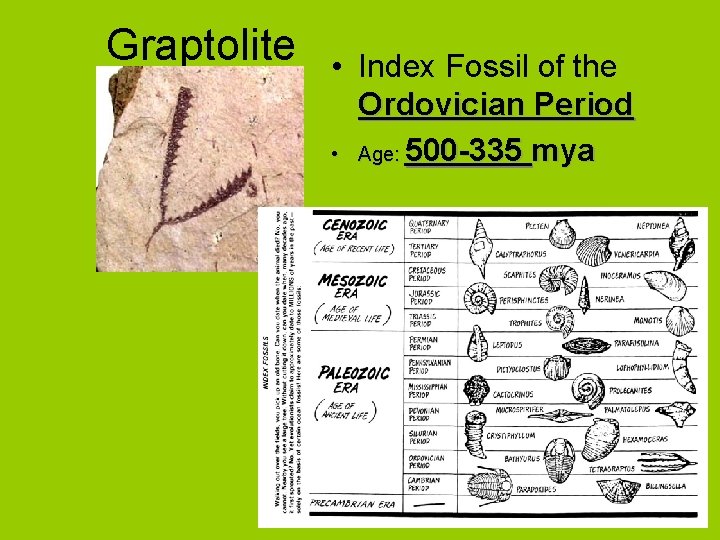 Graptolite • Index Fossil of the Ordovician Period • Age: 500 -335 mya 