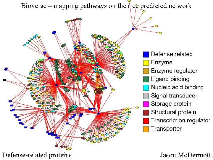 Bioverse – mapping pathways on the rice predicted network Defense-related proteins Jason Mc. Dermott