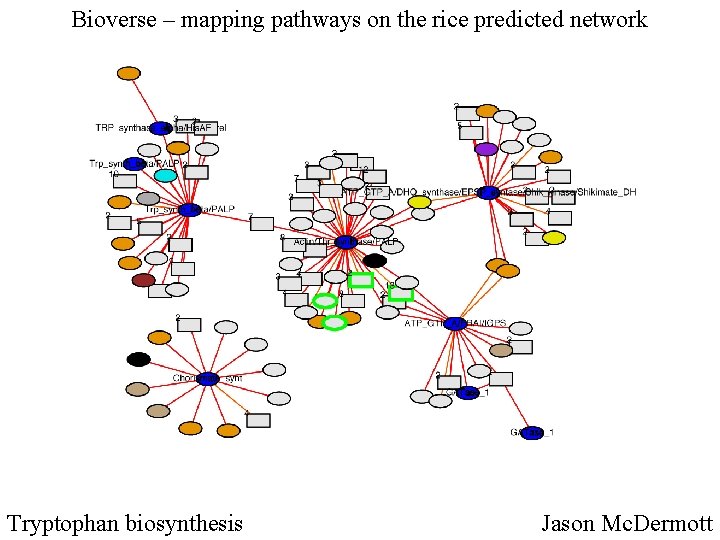 Bioverse – mapping pathways on the rice predicted network Tryptophan biosynthesis Jason Mc. Dermott