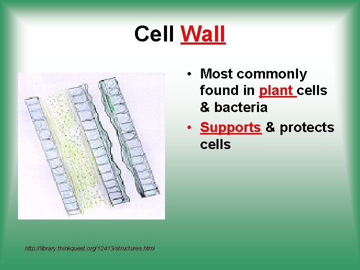 Cell Wall • Most commonly found in plant cells & bacteria • Supports &