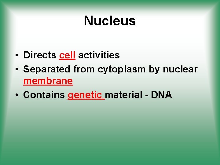 Nucleus • Directs cell activities • Separated from cytoplasm by nuclear membrane • Contains