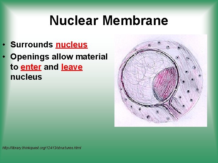 Nuclear Membrane • Surrounds nucleus • Openings allow material to enter and leave nucleus