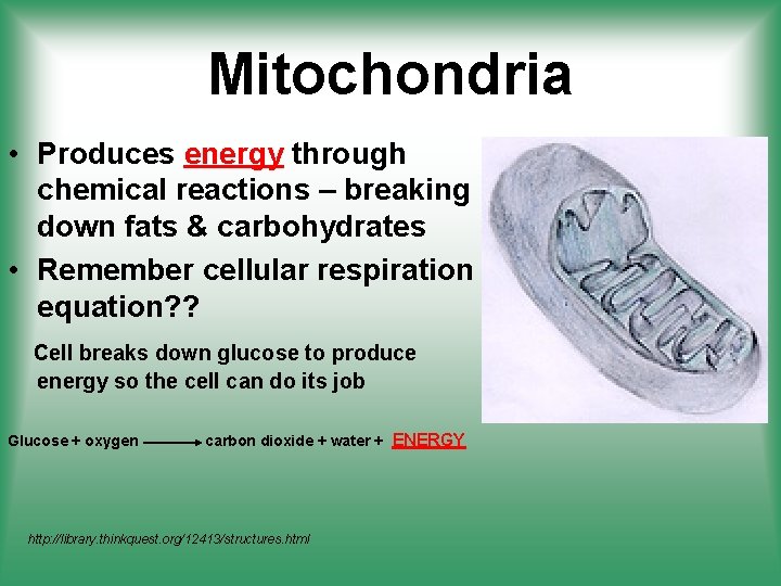 Mitochondria • Produces energy through chemical reactions – breaking down fats & carbohydrates •
