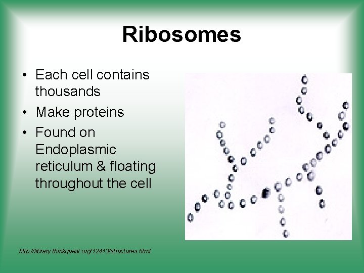 Ribosomes • Each cell contains thousands • Make proteins • Found on Endoplasmic reticulum