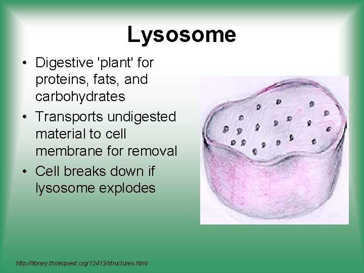 Lysosome • Digestive 'plant' for proteins, fats, and carbohydrates • Transports undigested material to