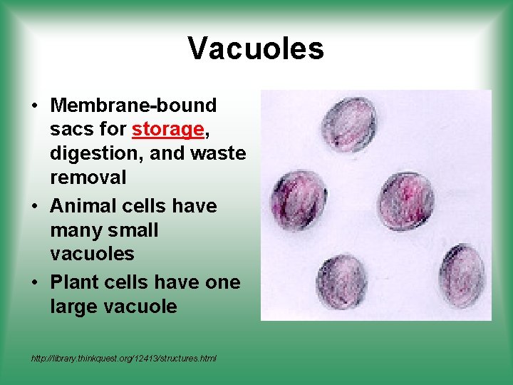 Vacuoles • Membrane-bound sacs for storage, digestion, and waste removal • Animal cells have