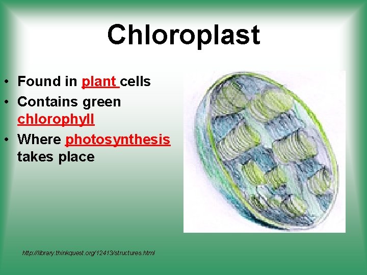 Chloroplast • Found in plant cells • Contains green chlorophyll • Where photosynthesis takes