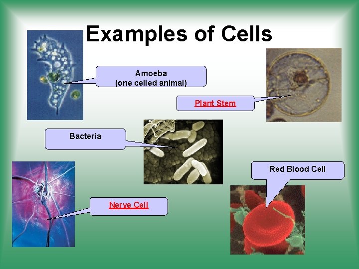 Examples of Cells Amoeba (one celled animal) Plant Stem Bacteria Red Blood Cell Nerve