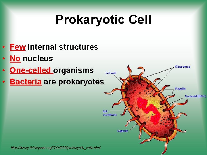 Prokaryotic Cell • • Few internal structures No nucleus One-celled organisms Bacteria are prokaryotes