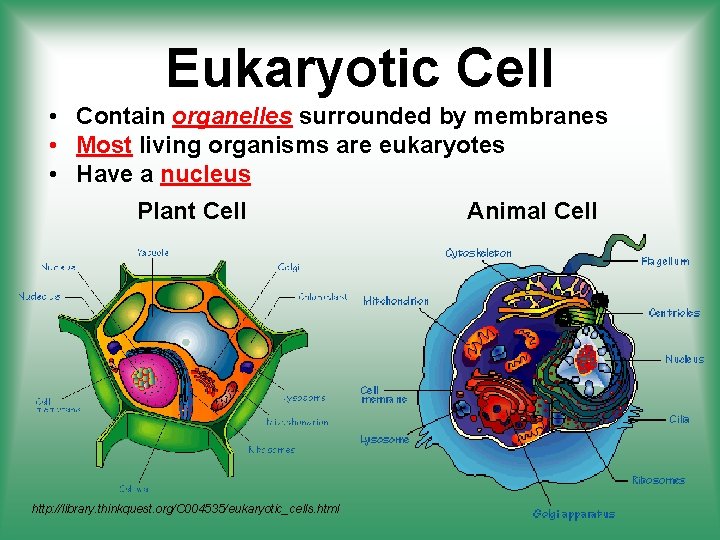 Eukaryotic Cell • Contain organelles surrounded by membranes • Most living organisms are eukaryotes