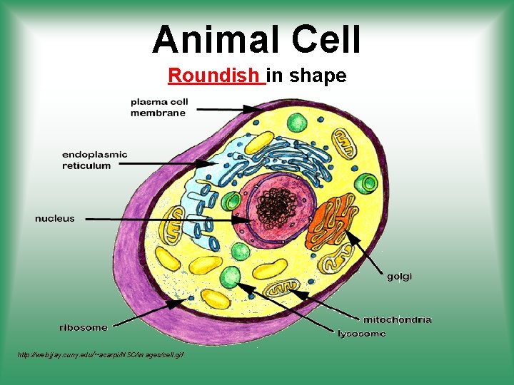 Animal Cell Roundish in shape http: //web. jjay. cuny. edu/~acarpi/NSC/images/cell. gif 