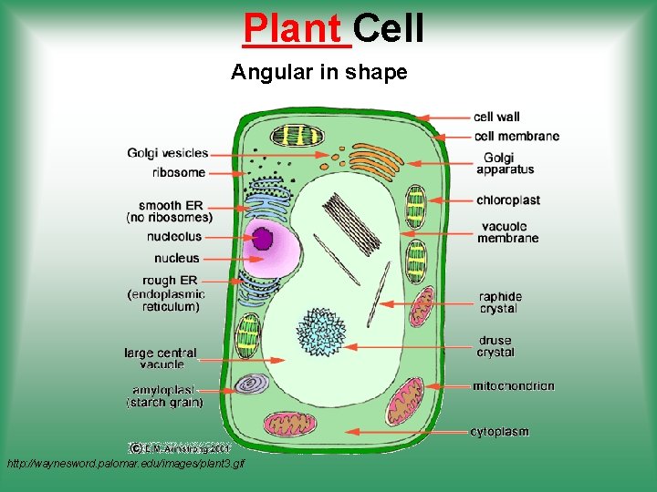 Plant Cell Angular in shape http: //waynesword. palomar. edu/images/plant 3. gif 