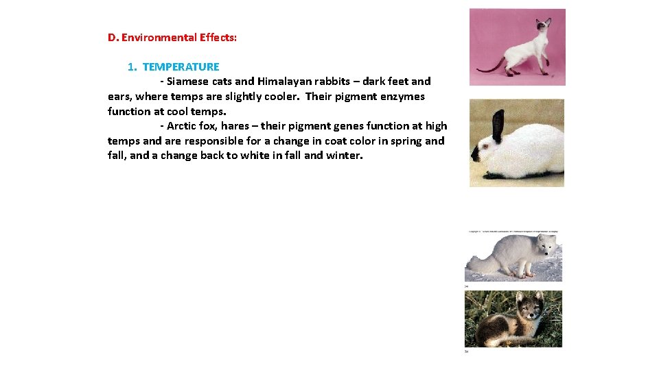 D. Environmental Effects: 1. TEMPERATURE - Siamese cats and Himalayan rabbits – dark feet