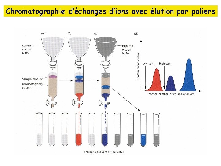 Chromatographie d’échanges d’ions avec élution par paliers 