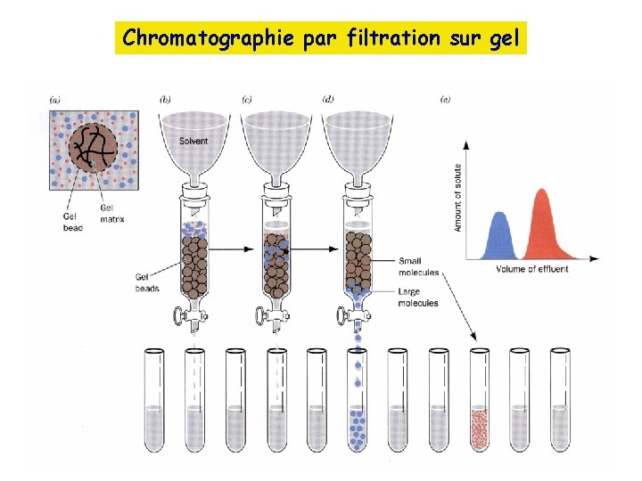 Chromatographie par filtration sur gel 