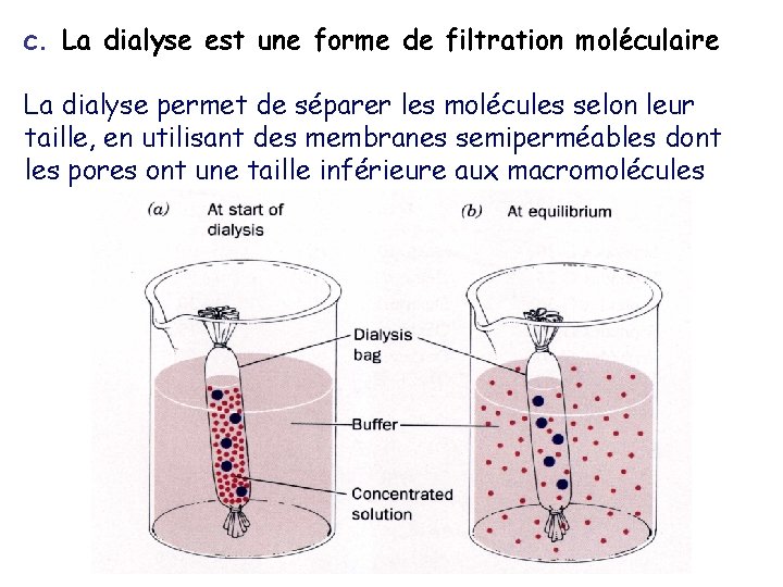 c. La dialyse est une forme de filtration moléculaire La dialyse permet de séparer