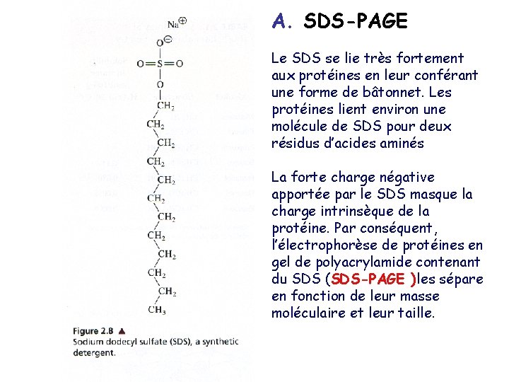 A. SDS-PAGE Le SDS se lie très fortement aux protéines en leur conférant une