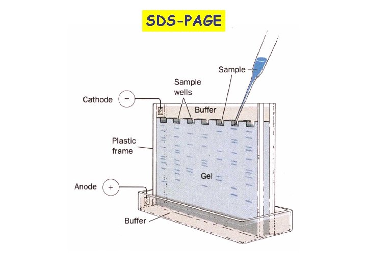 SDS-PAGE 