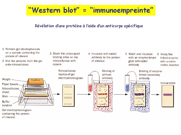 “Western blot” = “immunoempreinte” Révélation d’une protéine à l’aide d’un anticorps spécifique 