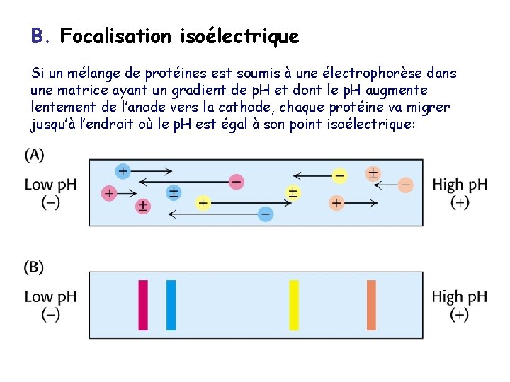 B. Focalisation isoélectrique Si un mélange de protéines est soumis à une électrophorèse dans