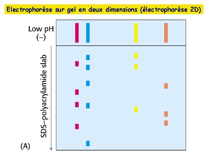 Electrophorèse sur gel en deux dimensions (électrophorèse 2 D) 