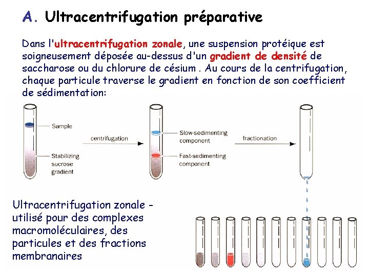 A. Ultracentrifugation préparative Dans l'ultracentrifugation zonale, une suspension protéique est soigneusement déposée au-dessus d'un