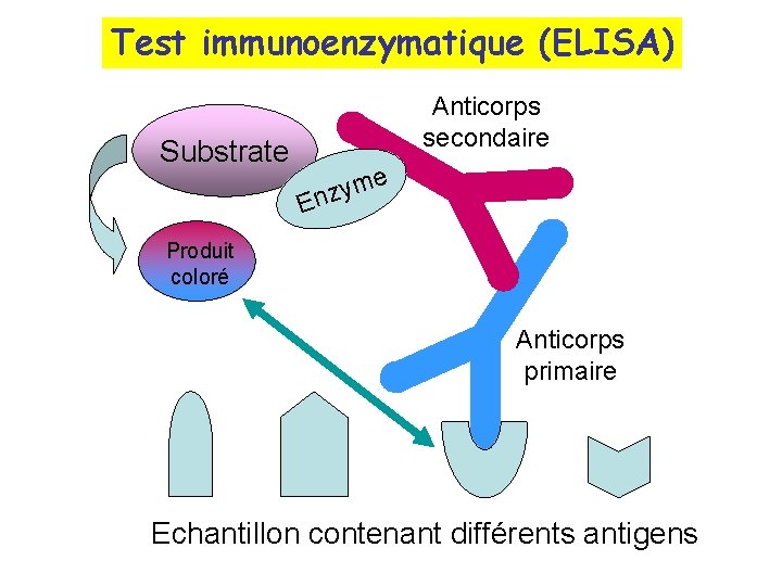 Test immunoenzymatique (ELISA) Substrate Anticorps secondaire me y z En Produit coloré Anticorps primaire