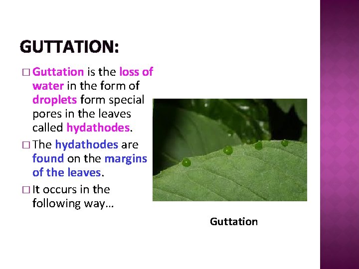 GUTTATION: � Guttation is the loss of water in the form of droplets form