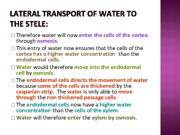 LATERAL TRANSPORT OF WATER TO THE STELE: � Therefore water will now enter the