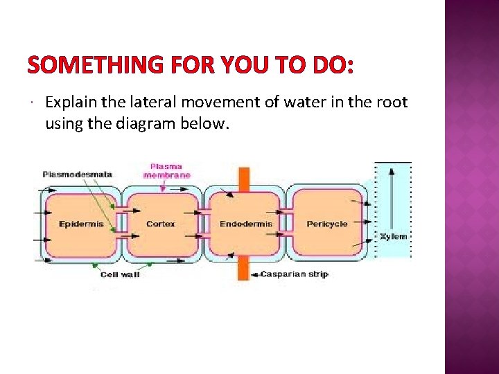 SOMETHING FOR YOU TO DO: Explain the lateral movement of water in the root