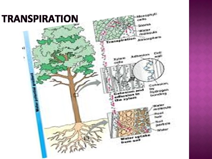 TRANSPIRATION 