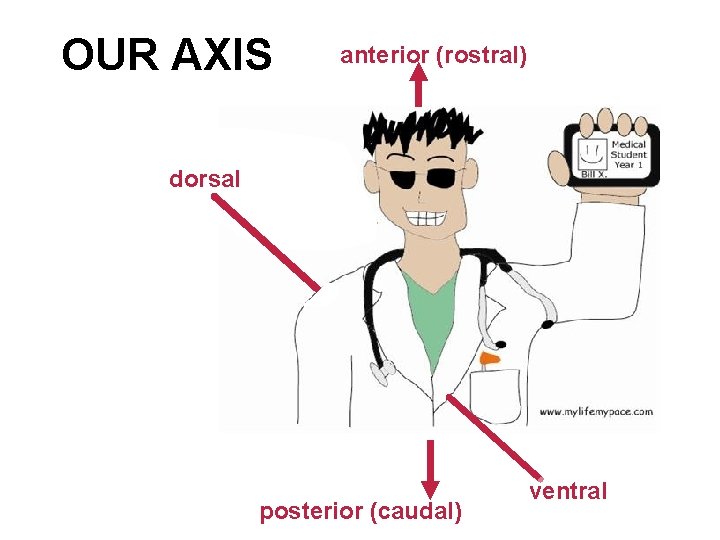 OUR AXIS anterior (rostral) dorsal posterior (caudal) ventral 