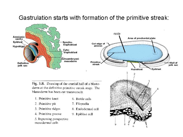 Gastrulation starts with formation of the primitive streak: node 