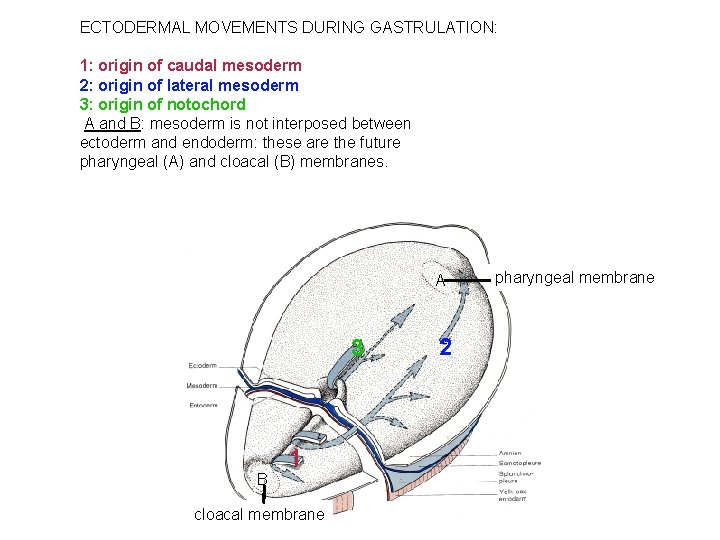 ECTODERMAL MOVEMENTS DURING GASTRULATION: 1: origin of caudal mesoderm 2: origin of lateral mesoderm