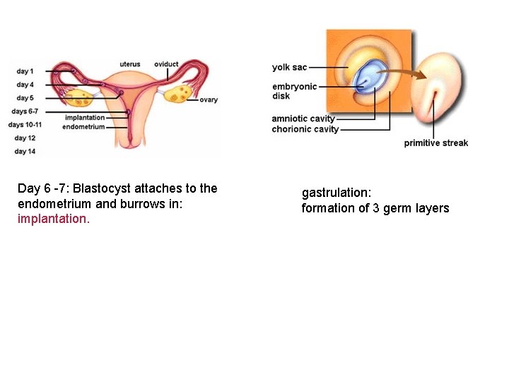 Day 6 -7: Blastocyst attaches to the endometrium and burrows in: implantation. gastrulation: formation