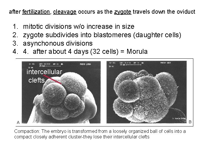 after fertilization, cleavage occurs as the zygote travels down the oviduct 1. 2. 3.