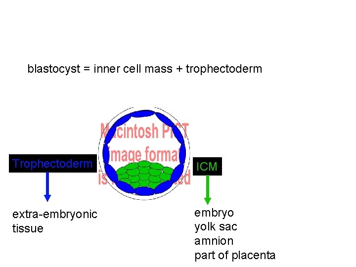 blastocyst = inner cell mass + trophectoderm Trophectoderm ICM extra-embryonic tissue embryo yolk sac