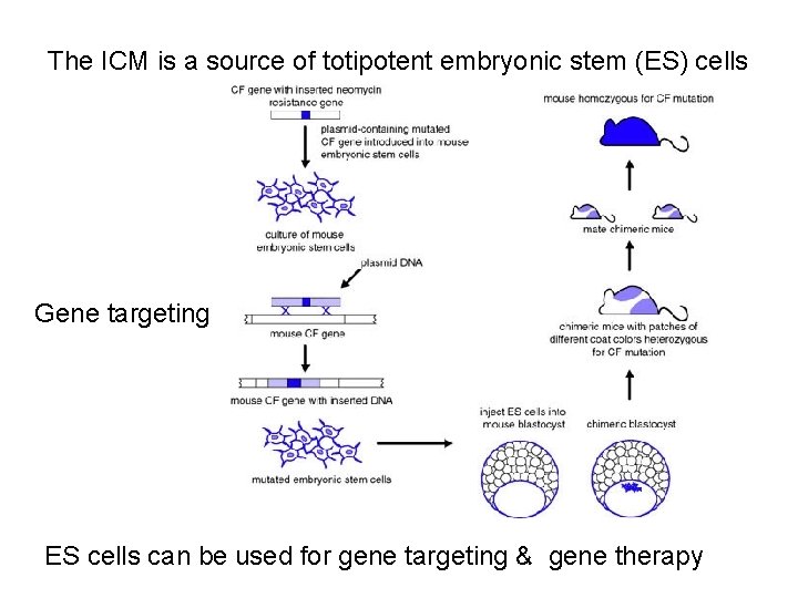 The ICM is a source of totipotent embryonic stem (ES) cells Gene targeting ES