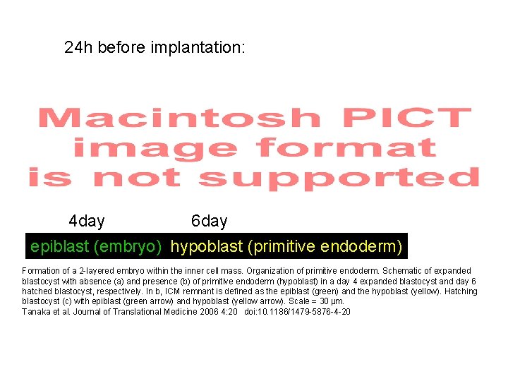 24 h before implantation: 4 day 6 day epiblast (embryo) hypoblast (primitive endoderm) Formation
