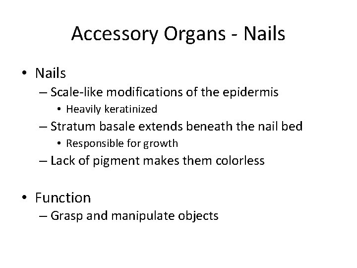 Accessory Organs - Nails • Nails – Scale-like modifications of the epidermis • Heavily