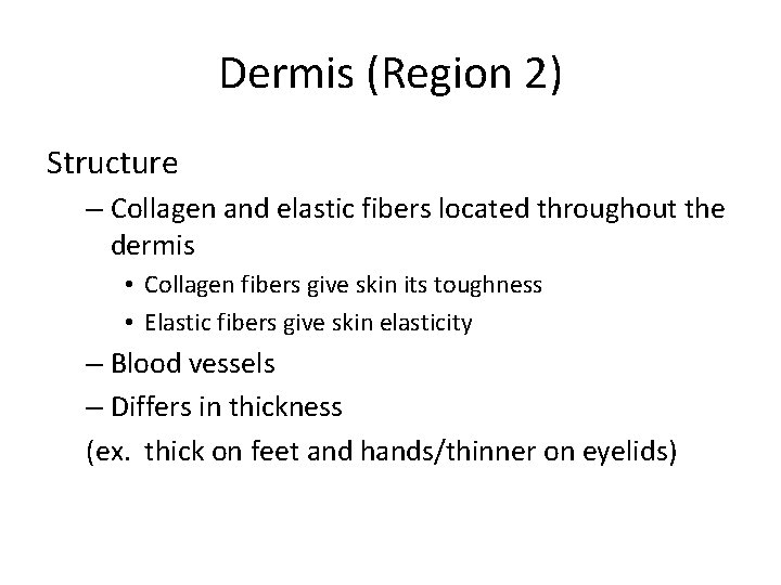 Dermis (Region 2) Structure – Collagen and elastic fibers located throughout the dermis •