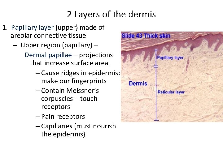 2 Layers of the dermis 1. Papillary layer (upper) made of areolar connective tissue