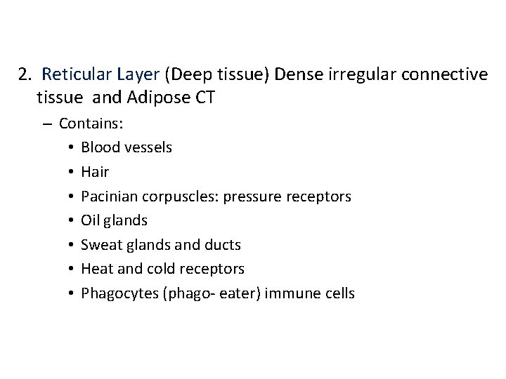 2. Reticular Layer (Deep tissue) Dense irregular connective tissue and Adipose CT – Contains: