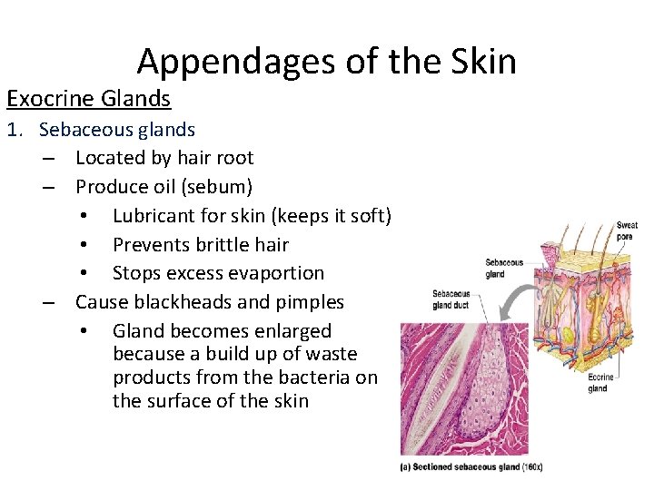 Appendages of the Skin Exocrine Glands 1. Sebaceous glands – Located by hair root