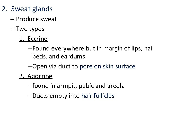 2. Sweat glands – Produce sweat – Two types 1. Eccrine – Found everywhere