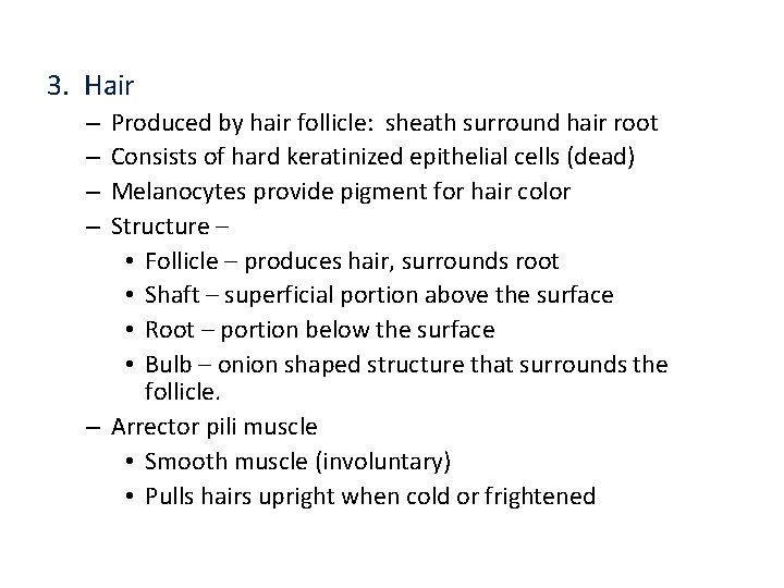 3. Hair Produced by hair follicle: sheath surround hair root Consists of hard keratinized