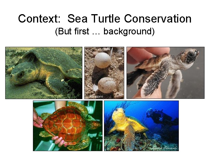 Context: Sea Turtle Conservation (But first … background) 