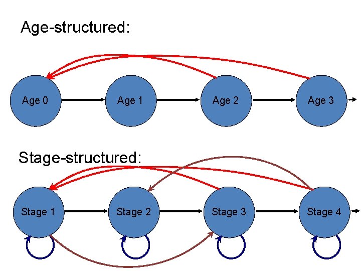 Age-structured: Age 0 Age 1 Age 2 Age 3 Stage 4 Stage-structured: Stage 1